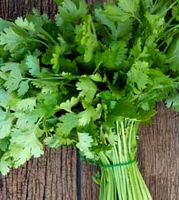 Coriander