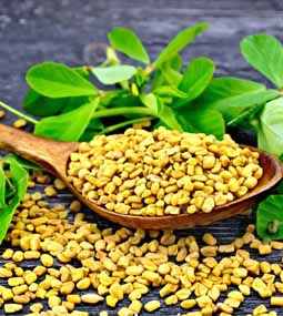 Fenugreek